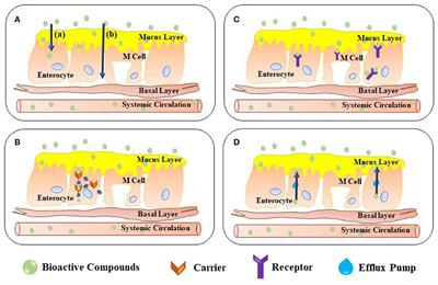 Encapsulated Food Products as a Strategy to Strengthen Immunity Against COVID-19